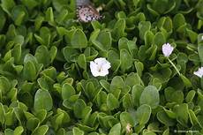Ecological Carpet